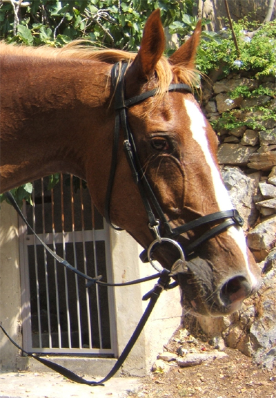 GIUDITTA