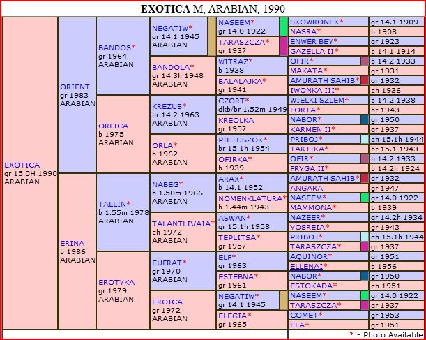 exotica pedigree