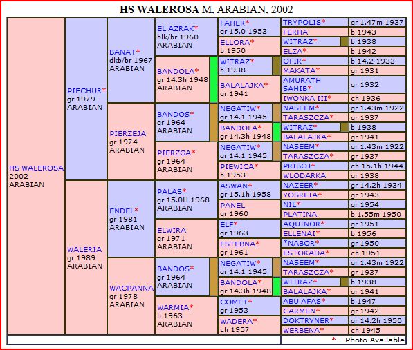hs walerosa pedigree