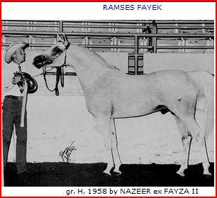 ramses fayek