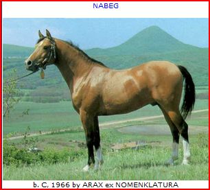 nabeg