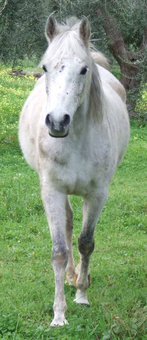 WALL
